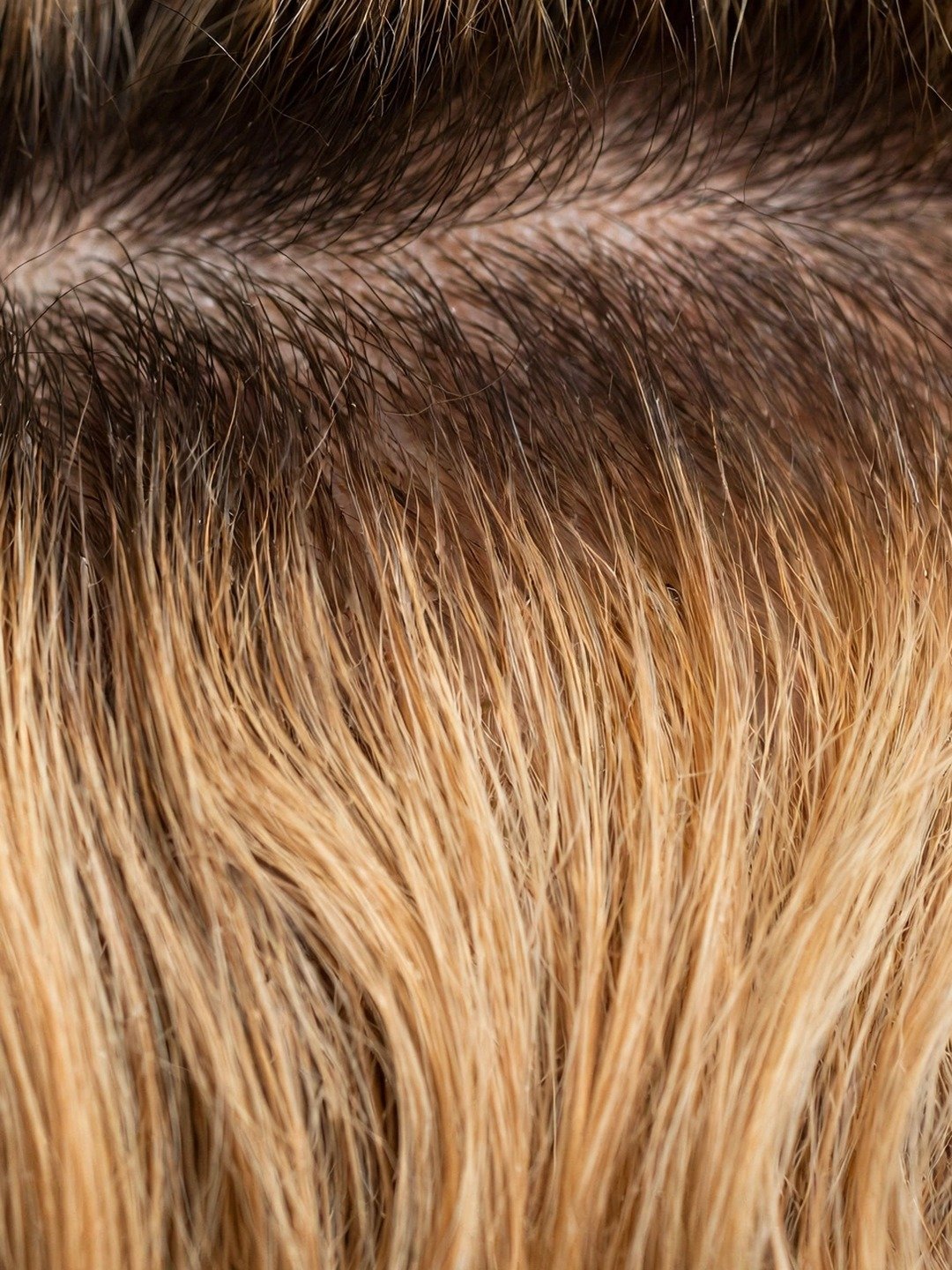 Honey Blonde Shadow Root